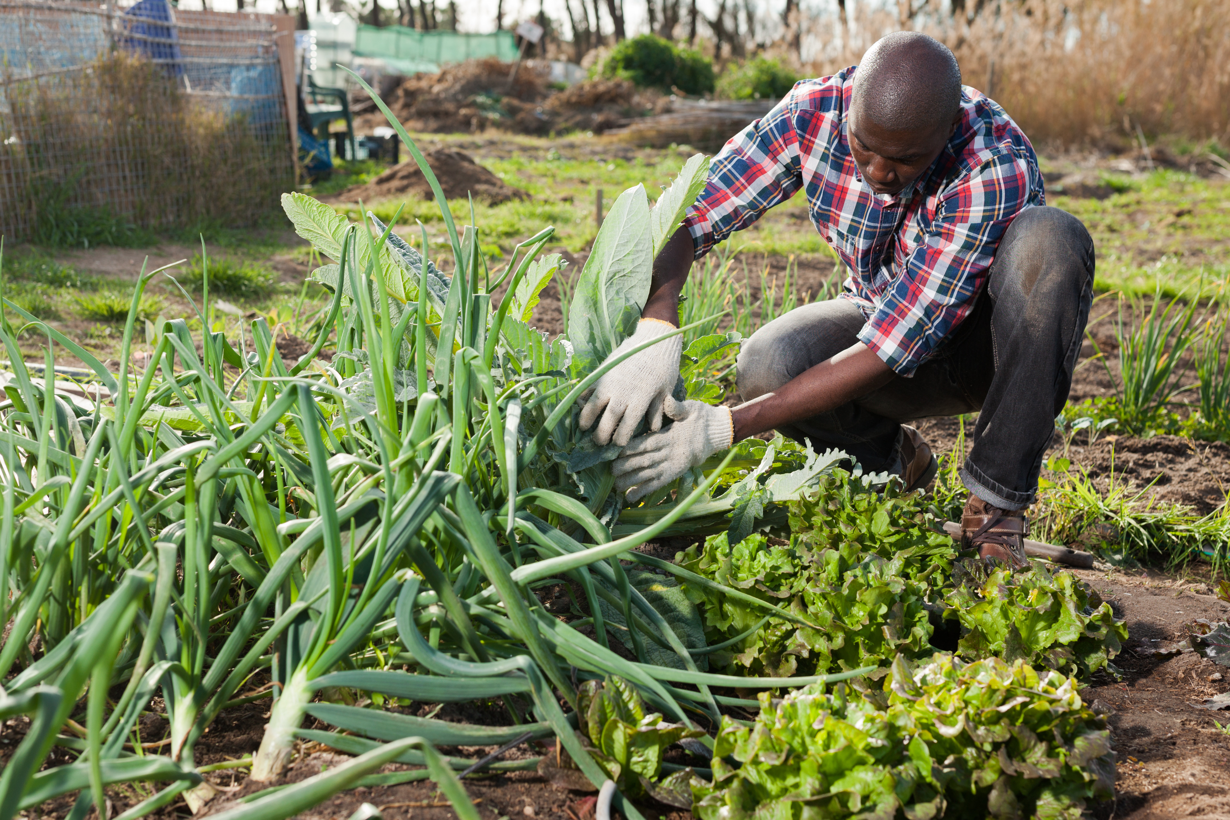 Where should black families live